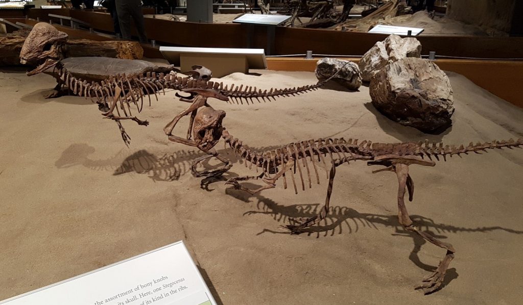 7 điều về khủng long sọ dày stegoceras mà bạn có thể chưa từng nghe qua - 9