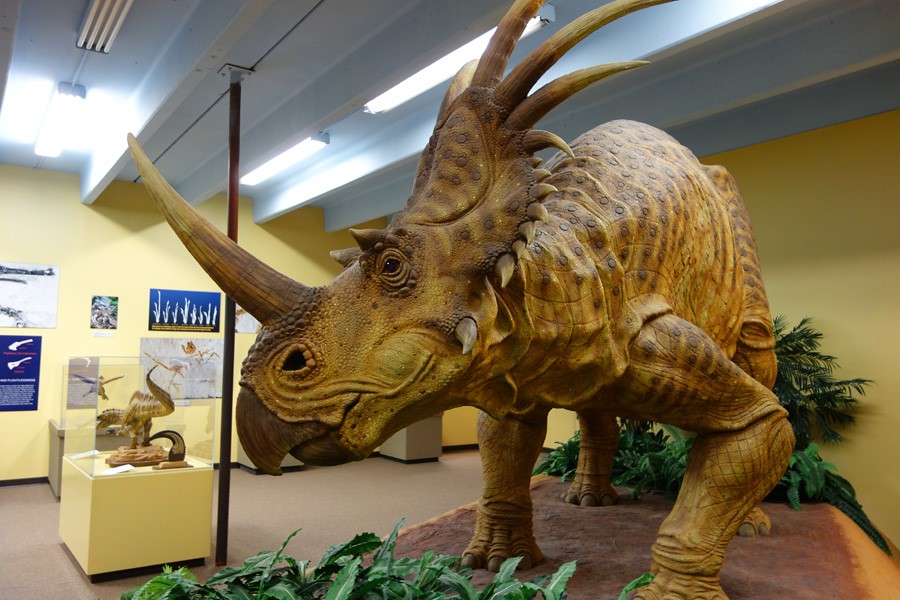 Những bí mật chưa được bật mí về loài khủng long gai Styracosaurus - 9