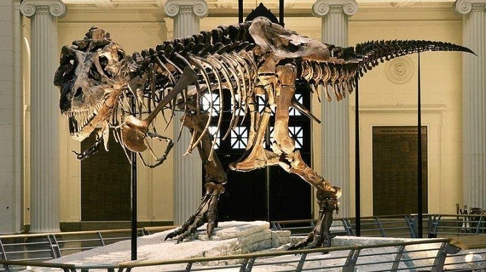 Những phát hiện bất ngờ về loài khủng long bạo chúa T-rex - 9