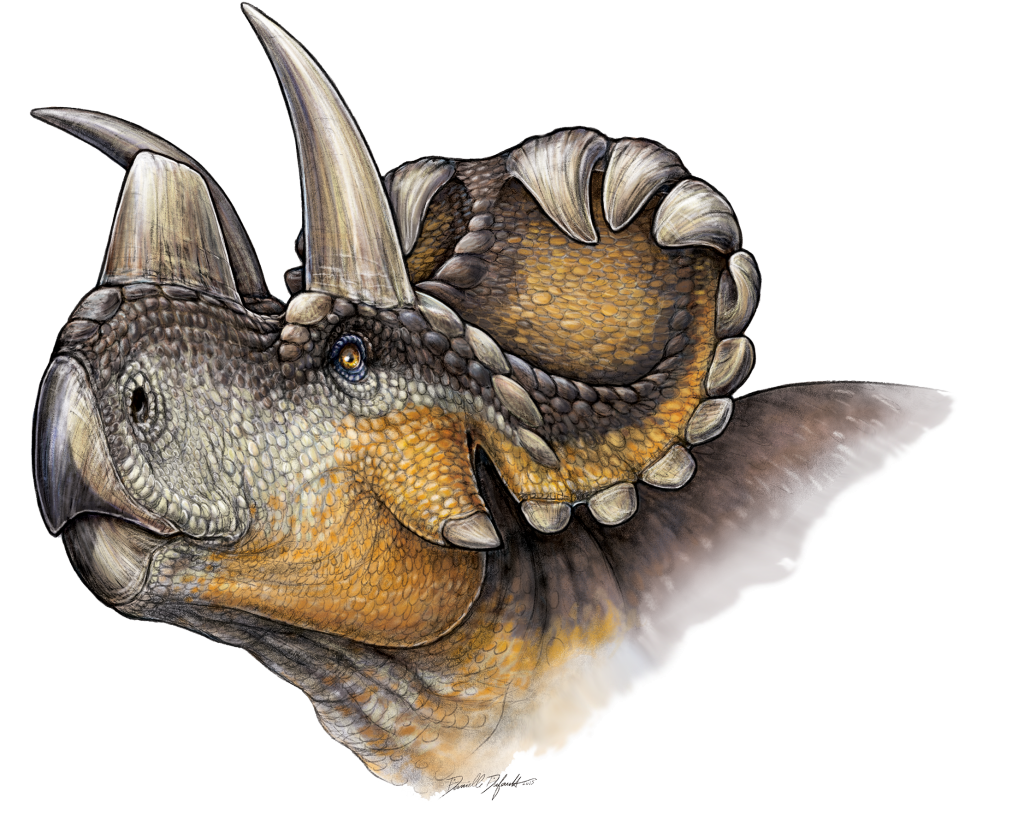 Bạn biết gì về loài Khủng long ba sừng Albertaceratops? - 1