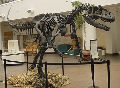 Chi Quái dị long Allosaurus - Những loài khủng long “chưa xác định” - 10