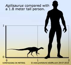 Những điều thú vị về Khủng long linh túc Tứ Xuyên Agilisaurus - 3