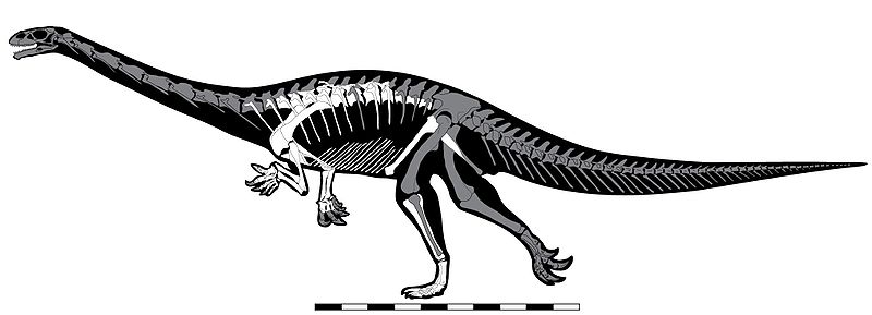 Khủng long cát Ammosaurus và những tranh cãi chưa có hồi kết - 2