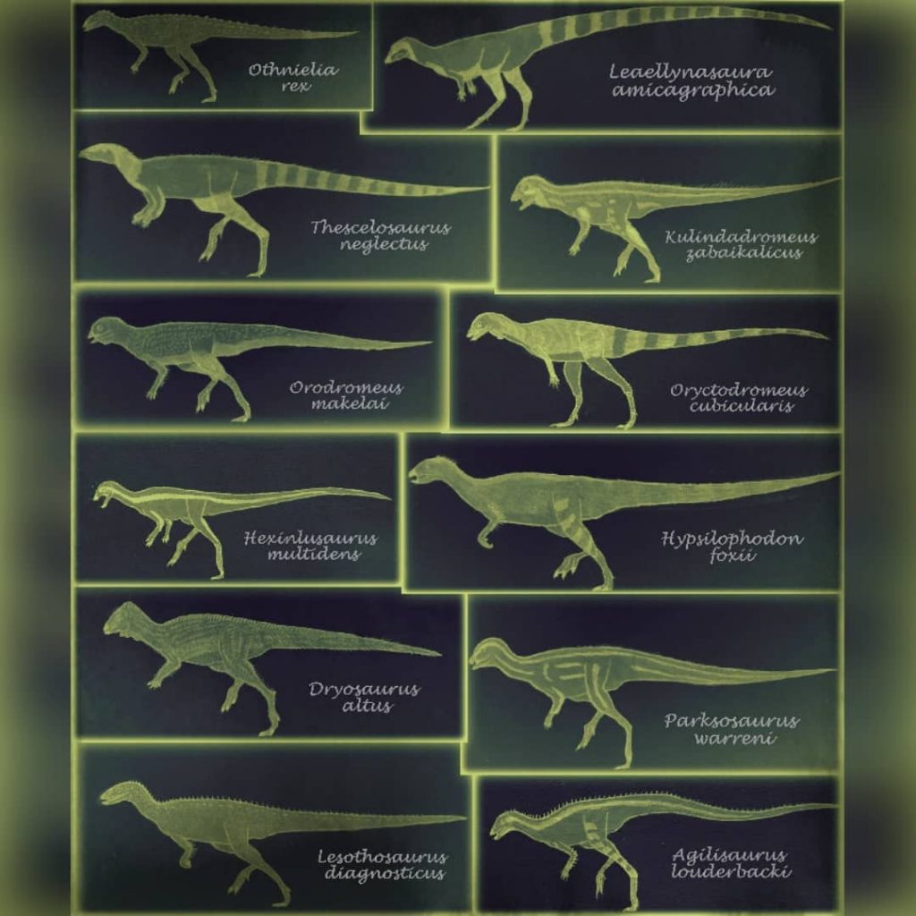 Những điều thú vị về Khủng long linh túc Tứ Xuyên Agilisaurus - 8