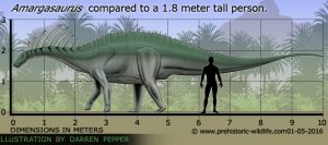 Khủng long mào gai Amargasaurus - những kẻ khổng lồ thân thiện - 3