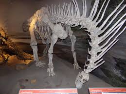 Khủng long mào gai Amargasaurus - những kẻ khổng lồ thân thiện - 4