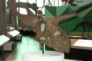 Bạn biết gì về loài Khủng long ba sừng Albertaceratops? - 7