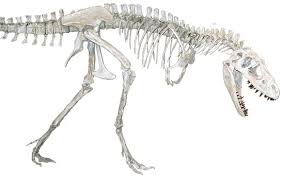 Bí ẩn về Khủng long răng nhọn Bắc Mỹ (Albertosaurus)? - 5