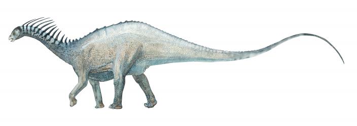 Khủng long mào gai Amargasaurus - những kẻ khổng lồ thân thiện - 5