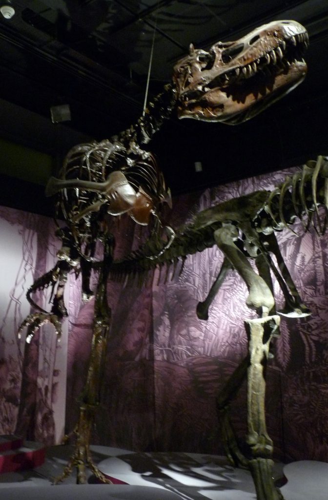 Bí ẩn về Khủng long răng nhọn Bắc Mỹ (Albertosaurus)? - 6