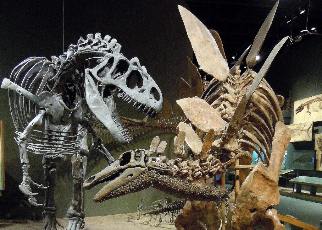Chi Quái dị long Allosaurus - Những loài khủng long “chưa xác định” - 6