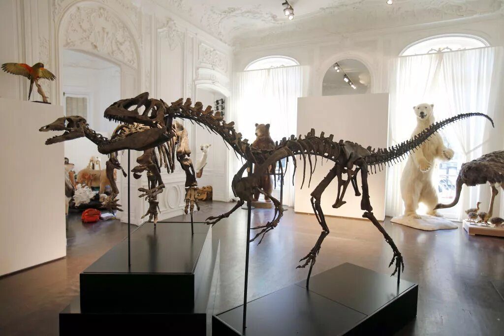 Chi Quái dị long Allosaurus - Những loài khủng long “chưa xác định” - 8