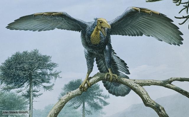 Điểu long lông vũ Archaeopteryx liệu có phải thủy tổ của loài chim hiện nay - 1