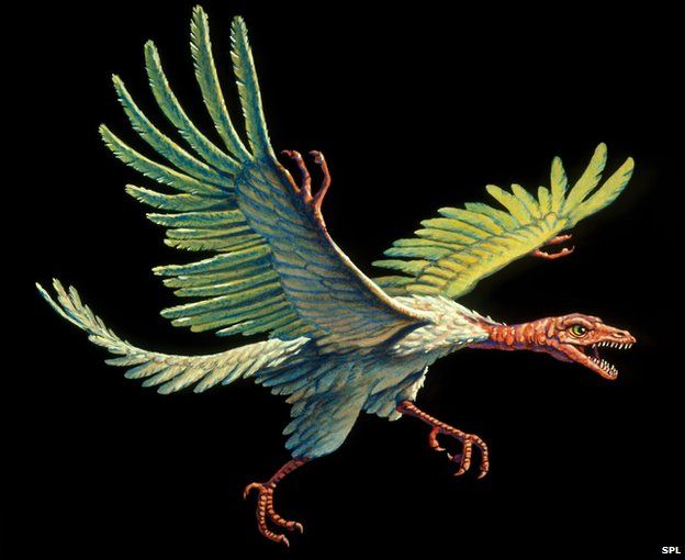 Điểu long lông vũ Archaeopteryx liệu có phải thủy tổ của loài chim hiện nay - 10
