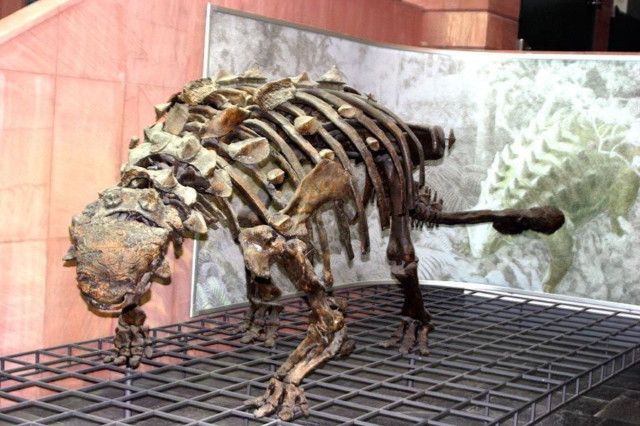 7 bí ẩn về cỗ xe tăng hạng nặng thời tiền sử - Khủng long hợp nhất Ankylosaurus - 11