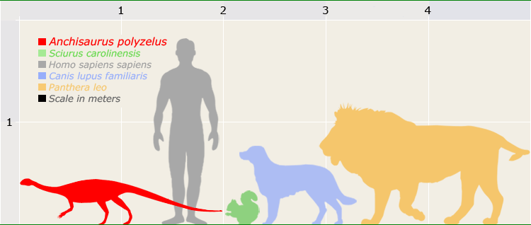 5 khám phá thú vị về Khủng long cận nguyên Anchisaurus - 12