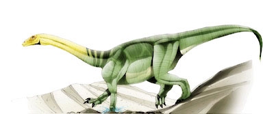 5 khám phá thú vị về Khủng long cận nguyên Anchisaurus - 16
