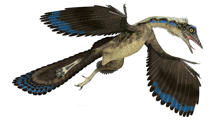 Điểu long lông vũ Archaeopteryx liệu có phải thủy tổ của loài chim hiện nay - 2