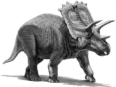 Khám phá loài Khủng long cận mặt sừng Anchiceratops - 2