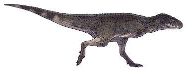 Khám phá kẻ săn mồi bí ẩn đến từ Argentina: Khủng long vùng Auca Mahuevo (Aucasaurus) - 3