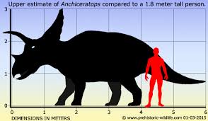 Khám phá loài Khủng long cận mặt sừng Anchiceratops - 3