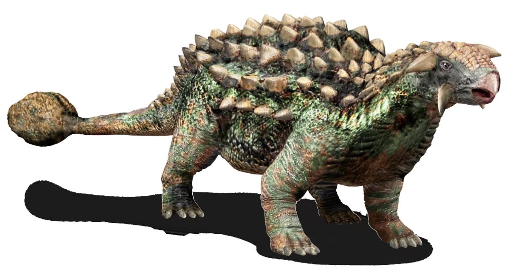 7 bí ẩn về cỗ xe tăng hạng nặng thời tiền sử - Khủng long hợp nhất Ankylosaurus - 4