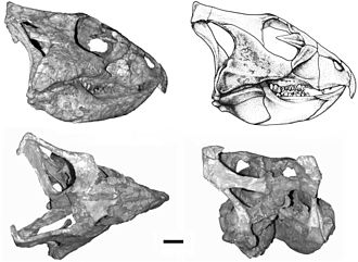 10+ khám phá về loài khủng long nhỏ bé đến từ Trung Quốc - Khủng long sừng cổ Archaeoceratops - 4