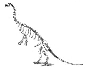 5 khám phá thú vị về Khủng long cận nguyên Anchisaurus - 5
