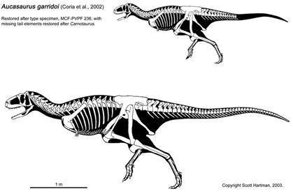 Khám phá kẻ săn mồi bí ẩn đến từ Argentina: Khủng long vùng Auca Mahuevo (Aucasaurus) - 5