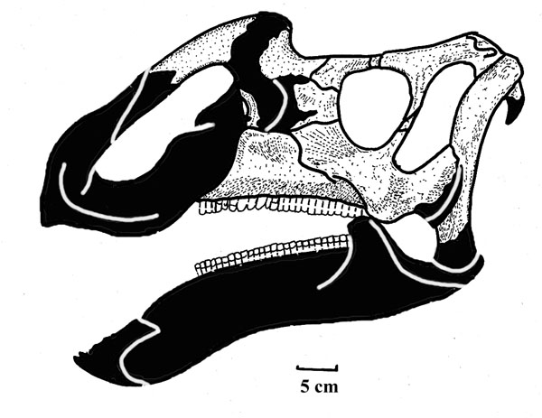 Top 5 những điều thú vị về Khủng long biển Aral (Aralosaurus) - 5