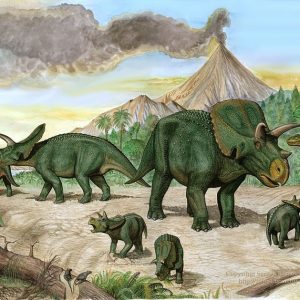 Khám phá 8 điều thú vị về Khủng long khuyết sừng mũi Arrhinoceratops - 5