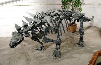 7 bí ẩn về cỗ xe tăng hạng nặng thời tiền sử - Khủng long hợp nhất Ankylosaurus - 6