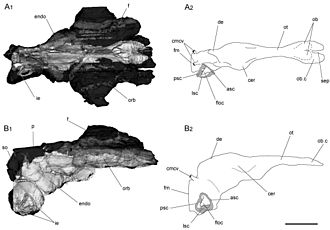 Khám phá kẻ săn mồi bí ẩn đến từ Argentina: Khủng long vùng Auca Mahuevo (Aucasaurus) - 7