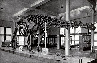 Top 3 điều thú vị nhất về Khủng long cổ dài Apatosaurus - 8