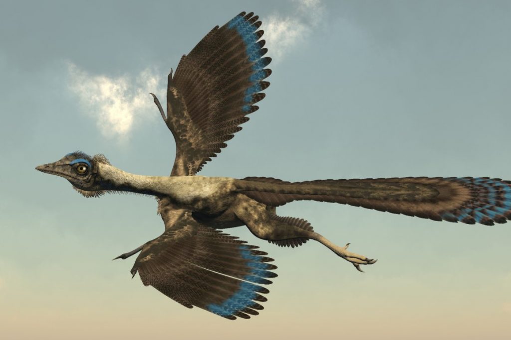 Điểu long lông vũ Archaeopteryx liệu có phải thủy tổ của loài chim hiện nay - 8