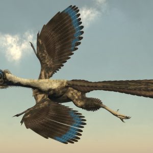 Điểu long lông vũ Archaeopteryx liệu có phải thủy tổ của loài chim hiện nay - 8