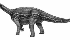 Mỹ long Tân Cương Bellusaurus - 1