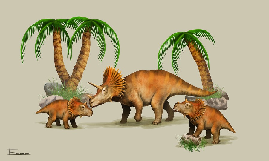 Những phát hiện động trời về loài Khủng long mặt sừng Ava (Avaceratops) - 1