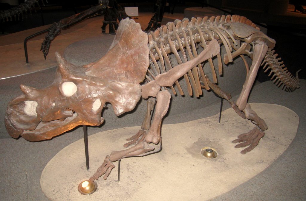 Những phát hiện động trời về loài Khủng long mặt sừng Ava (Avaceratops) - 10