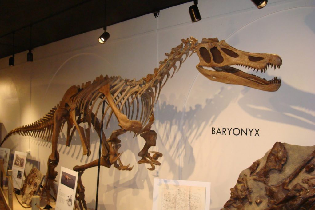 Kẻ săn mồi khéo léo nhất thời tiền sử - Khủng long trọng sam Baryonyx - 11