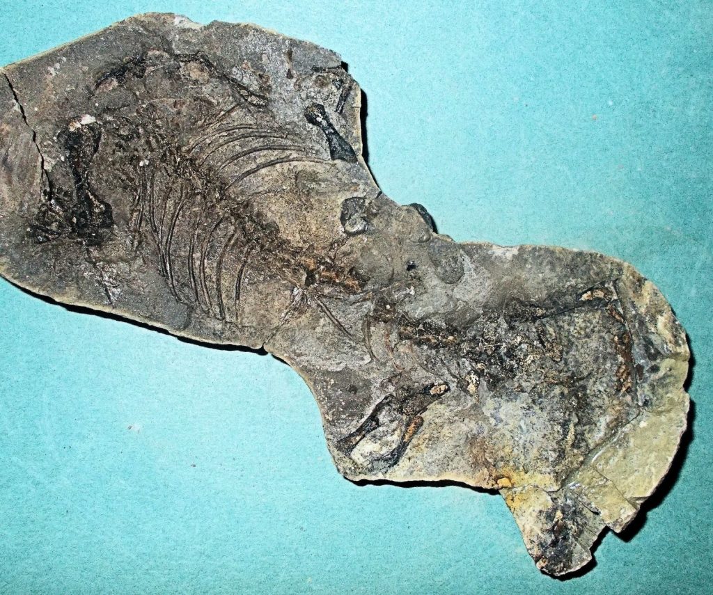 Khủng long siêu nặng Barosaurus - 5