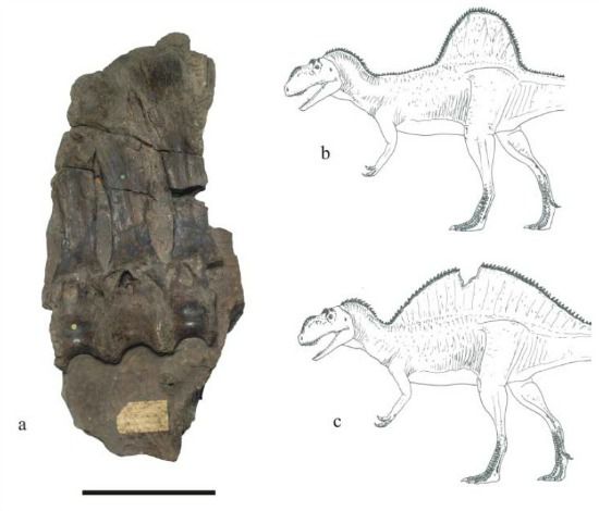 khủng long xương sống của Beckle - 5