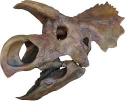 Những phát hiện động trời về loài Khủng long mặt sừng Ava (Avaceratops) - 7