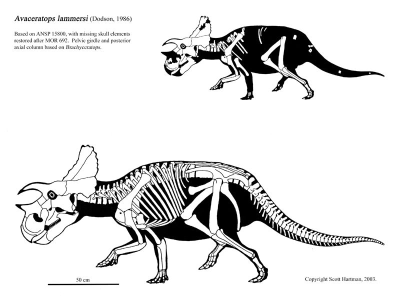 Những phát hiện động trời về loài Khủng long mặt sừng Ava (Avaceratops) - 8