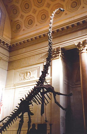 Khủng long siêu nặng Barosaurus - 9