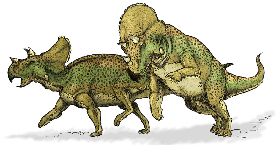 Những phát hiện động trời về loài Khủng long mặt sừng Ava (Avaceratops) - 9