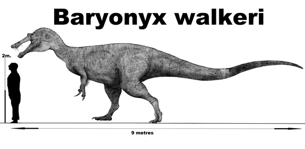 Kẻ săn mồi khéo léo nhất thời tiền sử - Khủng long trọng sam Baryonyx - 9