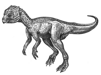 hủng long Triêu Dương (Chaoyangsaurus) - 1