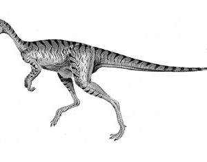 Khủng long ác thần Chindesaurus - 1