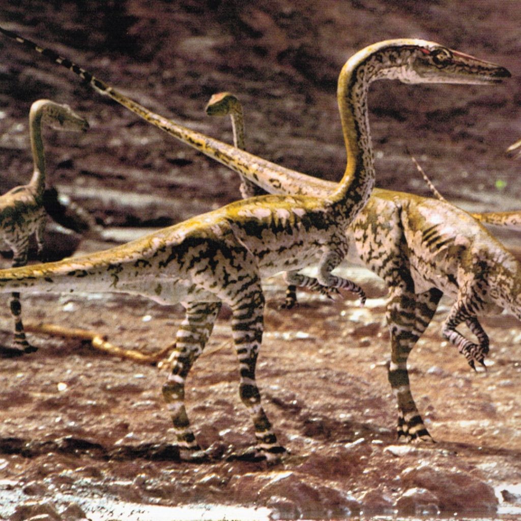 Khủng long xương khoang Coelophysis - 1